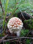 FZ020117 Fly Agaric (Amanita muscaria) mushroom.jpg